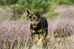 More advice on how to stop dogs eating dog poop